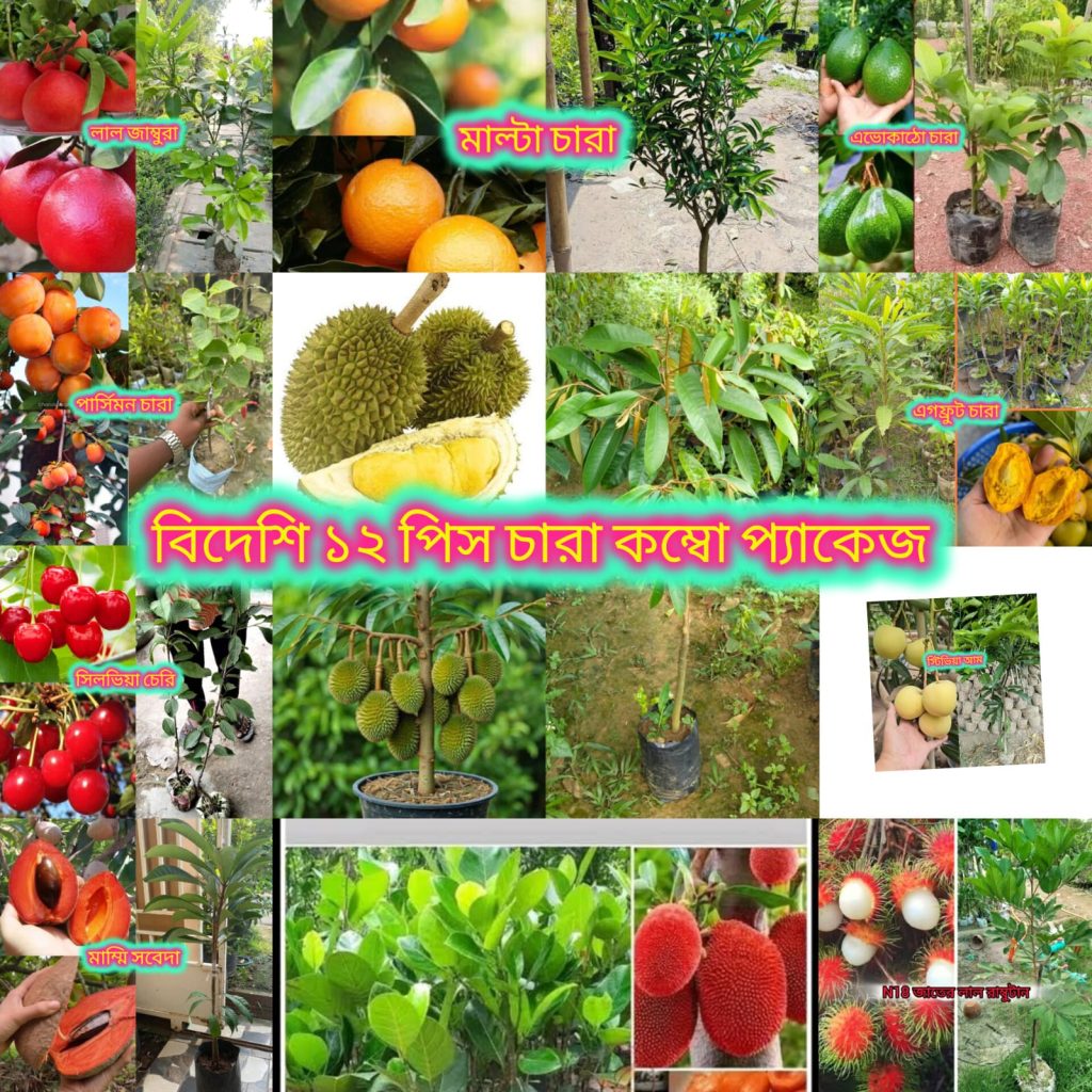 ১২ টি ভিন্ন ফলের চারা কম্ব