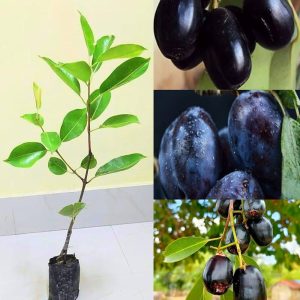 কেজি ১০ জাম চারা